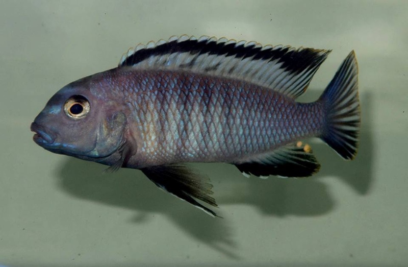 Tropheops romandi 'Mazinzi Reef'